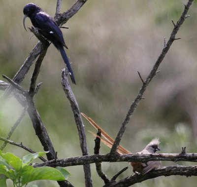 Common Scimitarbill & Speckled Mousebird_2228.jpg