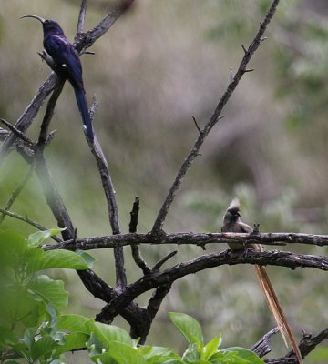 Common Scimitarbill & Speckled Mousebird_2232.JPG