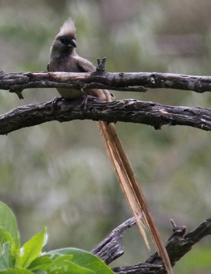 Speckled Mousebird_2232a.jpg