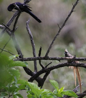 Common Scimitarbill & Speckled Mousebird_2239.JPG