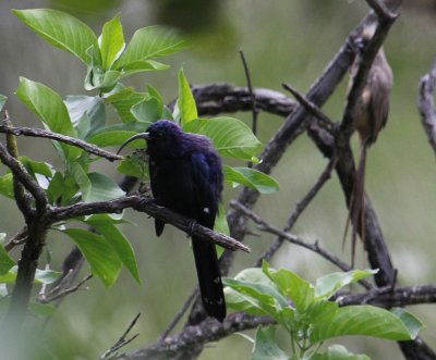 Common Scimitarbill & Speckled Mousebird_2253.JPG