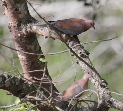 Laughing Doves_2351.JPG