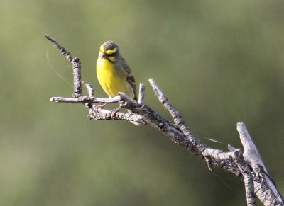 Yellow-fronted Canary_2396.JPG