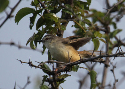 Tawny-flanked Prinia_2439.JPG