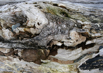 Driftwood