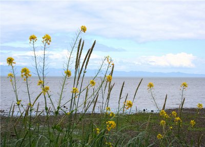 Straits of Juan de Fuca Flowers