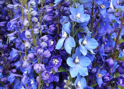 Market Delphiniums