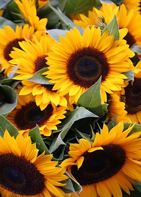 Sunflowers 05