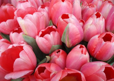 Market Tulips 3