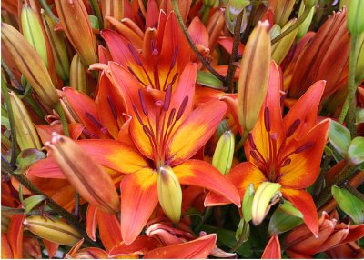 Orange Market Lilies