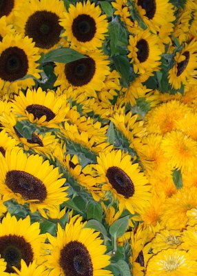 Sunflowers 08