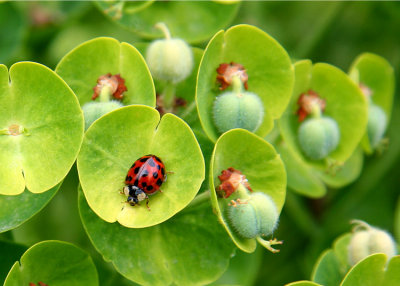 Ladybug on Euphorbia