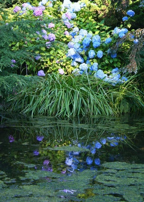 Hydrangea by the Pond