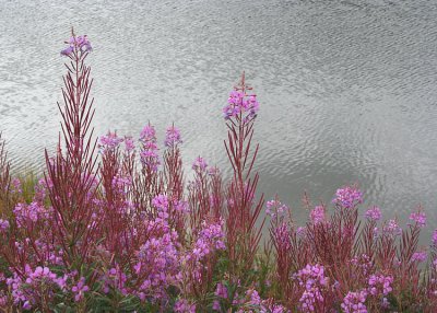 75 fireweed by the water