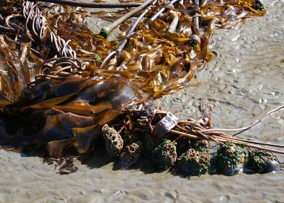 Sea Veggies