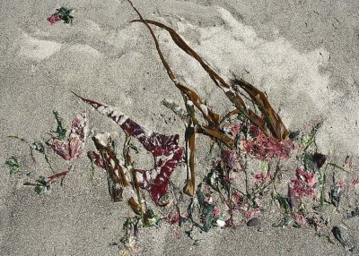 Seaweed Art