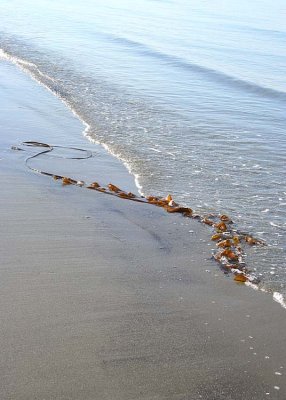 Seaweed Signature