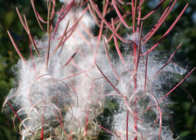 11 Fireweed Seed Fluff