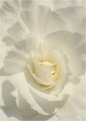 13 White Begonia