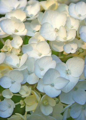21 White Hydrangea