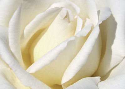 23 White Rose