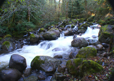 56 Rain Forest Creek