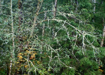 47 Lichen Branches