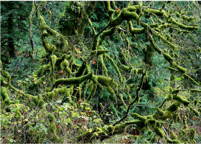 46 Mossy Branches