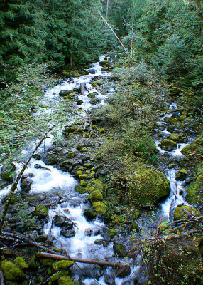 40 Moss Creek Forest