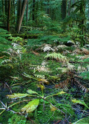 35 Rainforest Wetland