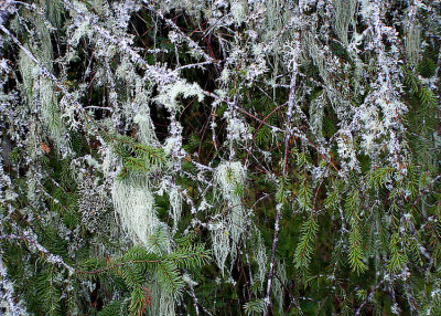 10 More Lichen on Branches