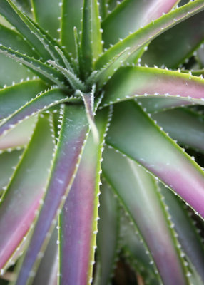 Cactus with Purply Leaves