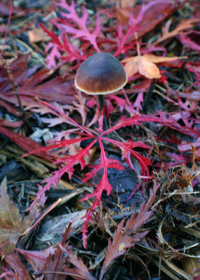 Mushroom in Maple Leaves