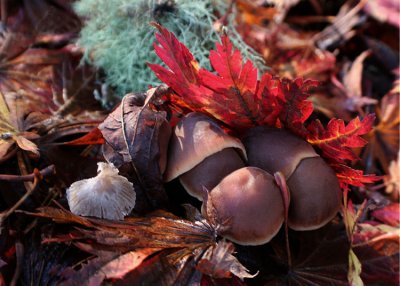 Leaves, Lichen, Mushrooms