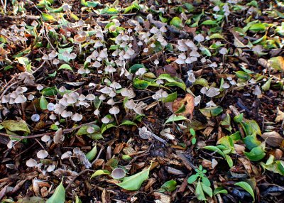 Mushroom City