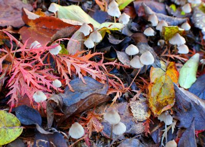 Leaves and Shrooms