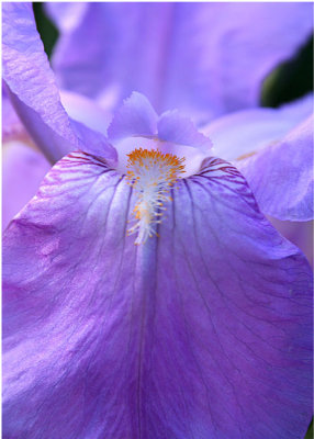 14 Purple Iris