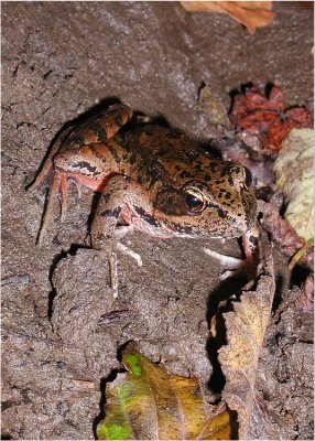 Red Legged Mud Frog