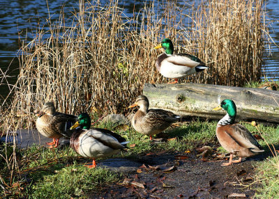 Sunning by the Pond