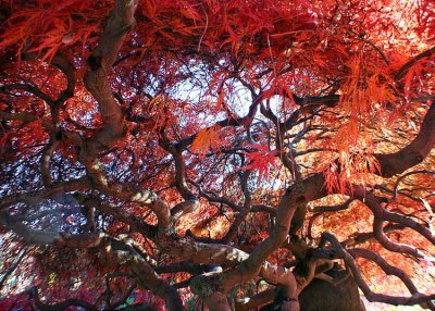 28 Twisting Branches under a Fiery Roof