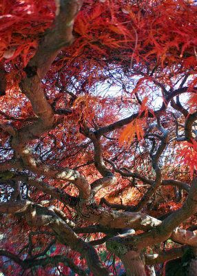 29 Twisting Branches under a Fiery Roof 2