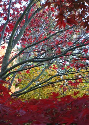 31 Maple Branches, Red and Yellow