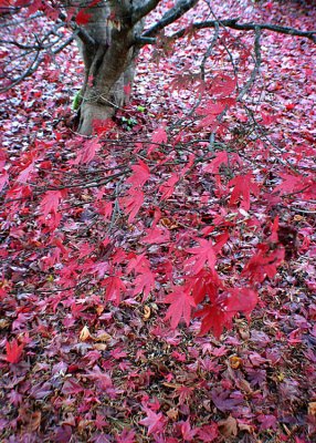 32 Branch Leaves, Fallen Leaves