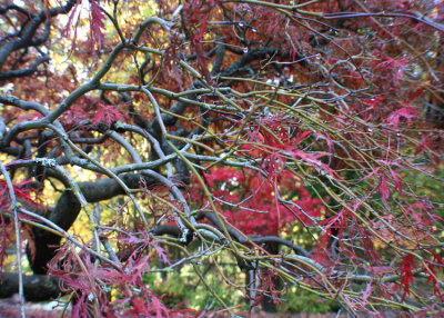 50 Last Fall Maple Leaves