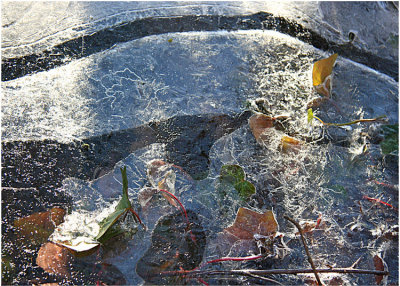 Ivy in Ice
