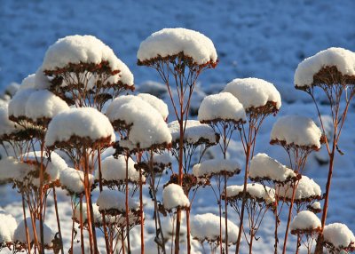 Snow Hats for Seed Heads