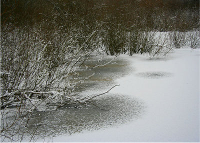 Winter Willow Lake