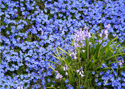 21 Blue Groundcover and Bluebells