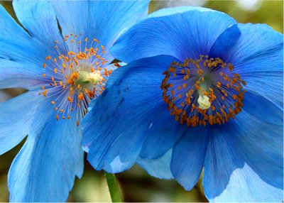 24 Blue Tibetan Poppies