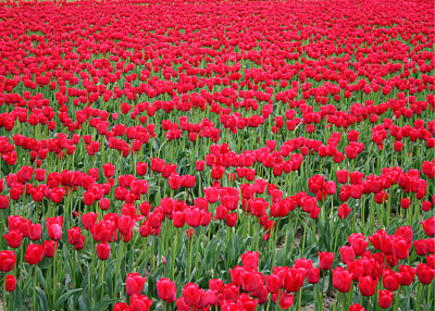 20 Red Skagit Tulip Field